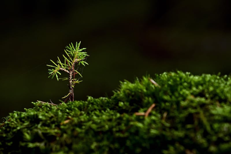 Plants