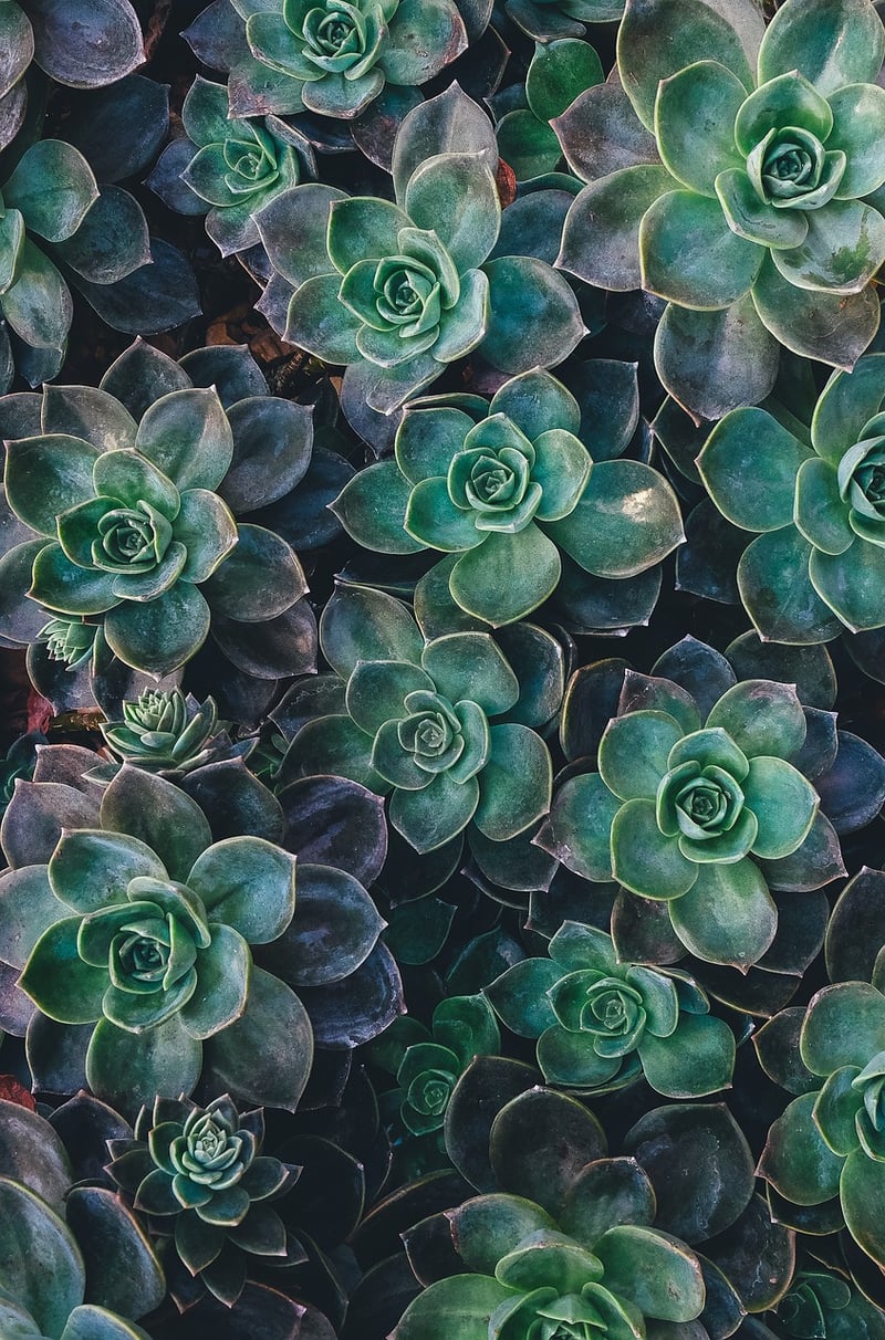 Picture Frame Succulent Wall